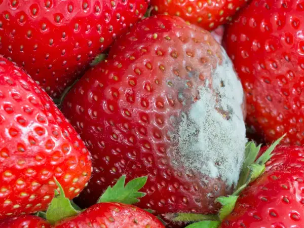 Nahaufnahme von roten Erdbeeren, eine davon mit grau-weißem Schimmelbefall.
