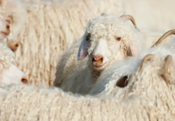 Ein flauschiges mohair schaf mit lockiger Wolle und kleinen Hörnern blickt neugierig in die Kamera, umgeben von Artgenossen.